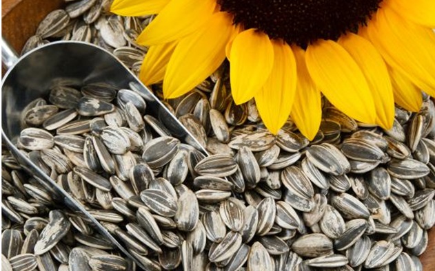 Sunflower Seeds