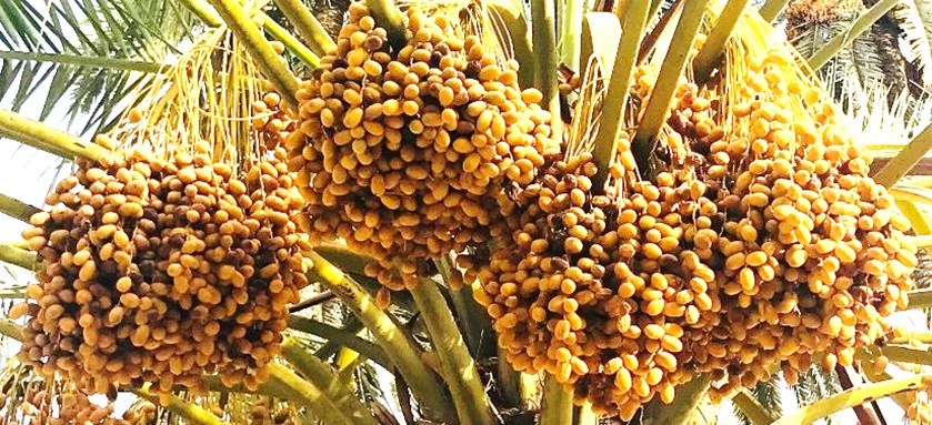 Pakistan is the Largest Producer of Dates